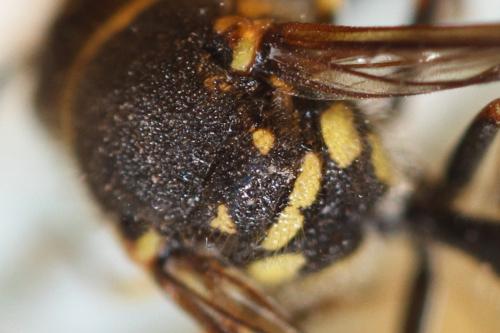 Eumenes sp.